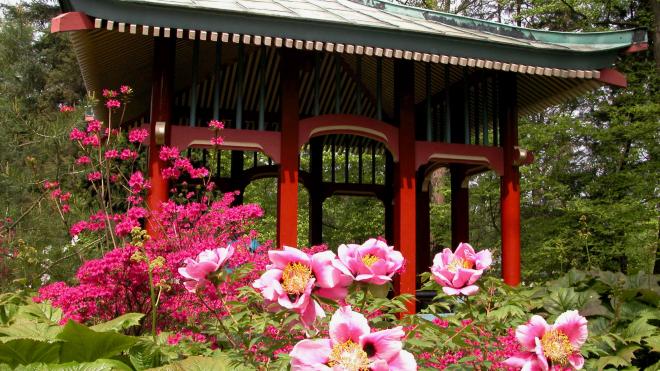 Japanpavillon mit blühenden Strauch-Pfingstrosen und Rhododendron    